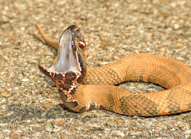 cottonmouth snake