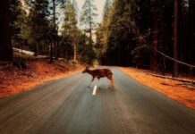 Deer, Darkness and Danger: AAA Warns of Fall’s Hidden Traffic Hazards