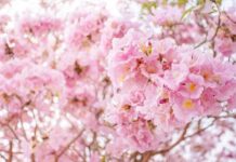 OBITUARY: Janet Sue VandeBunt obit125