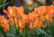 OBITUARY: Carol Ann Harmon obit99