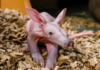 Nashville Zoo Welcomes First-Ever Aardvark Calf