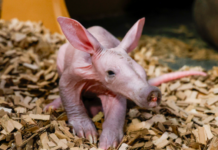 Nashville Zoo Welcomes First-Ever Aardvark Calf