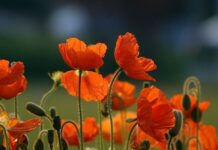 OBITUARY: Patricia Rose Tidwell Welch obit98