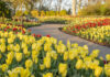 Cheekwood Reopens this Weekend Cheekwood in Bloom 2023.