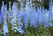 OBITUARY: Christy Nicole ‘Nikki’ Gersman obit113