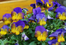 OBITUARY: Brenda Joyce Daniel Fielder obit3