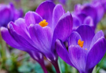 OBITUARY: Patra Mattix Bardin obit5