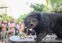 Nashville Zoo’s Sips for Species Event Returns