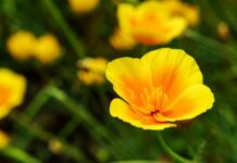 OBITUARY: Linda Margaret Titolo obit107