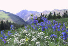 OBITUARY: Wilma Jean Cathey obit52